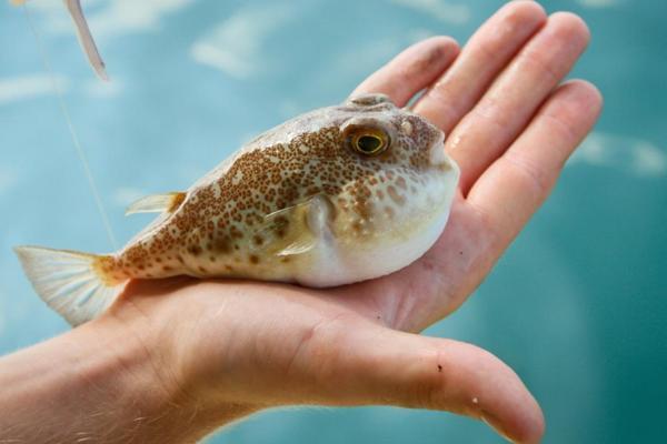 Invader puffer fish in Turkish seas to be exported, used in