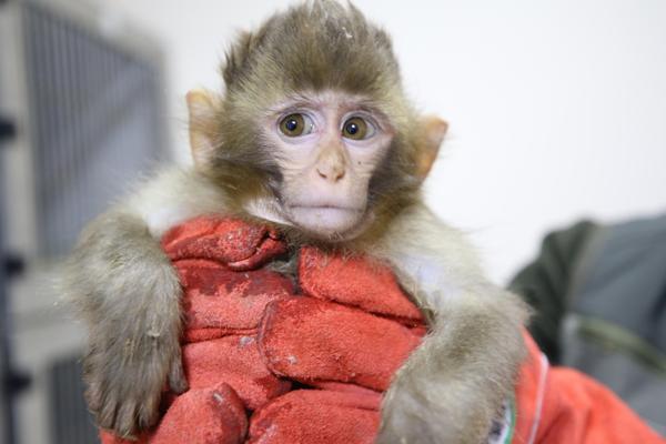 Two monkeys confiscated at border gate placed under ...
