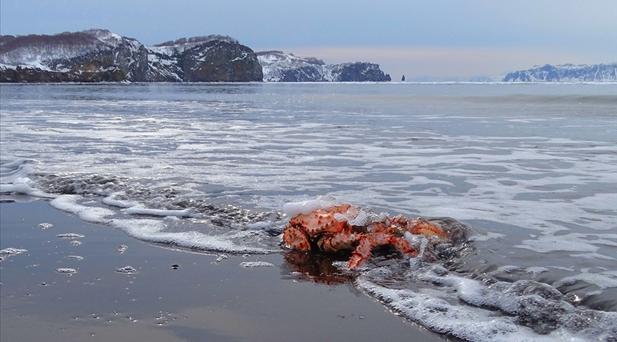 Alaska sahillerinde ilk dalga