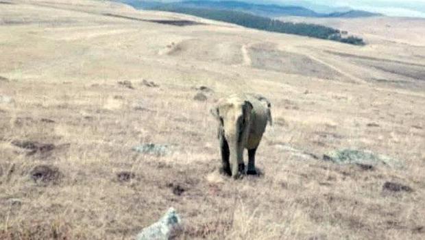 Son dakika: Ardahan'da fil alarmı! Çobanın çektiği fotoğraf ortalığı karıştırdı