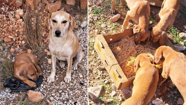 Antalya'da vahşet! 4 yavru köpeğin kulak ve kuyruklarını kestiler