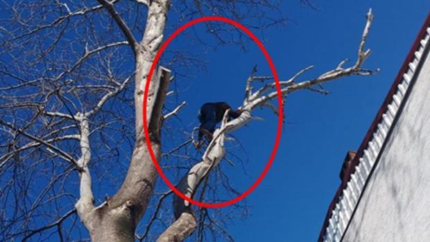 Bursa'da hırsız, polisten kaçmak için ağaca tırmandı