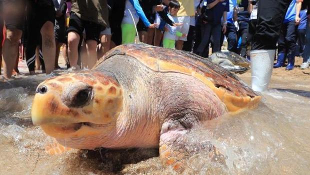 Yedikleri deniz kaplumbağası sonları oldu! Zanzibar'da 9 ölü...
