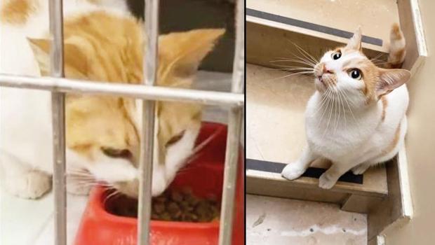 Kedi Faruk’tan iyi haber geldi! Veterineri açıkladı: Hayati  tehlikeyi atlattı