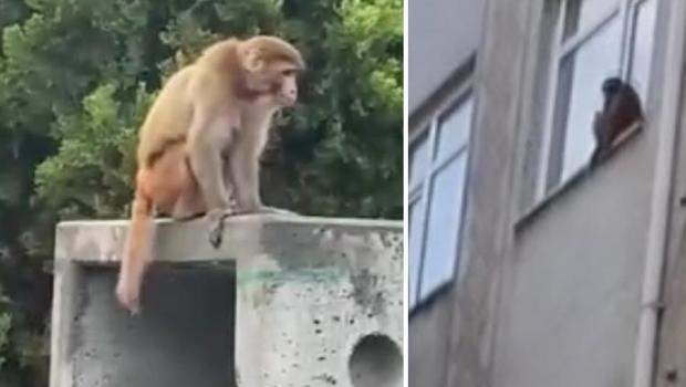 Fatih’te firari maymun ‘Momo’ görenleri şaşırttı