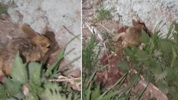Sivas'ta nesli tehlike altında olan 'Arap tavşanı' görüntülendi