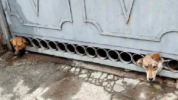 Ukrayna'da yürek burkan kare! Bombardımandan korkan köpeklerin başı demir kapıya sıkıştı