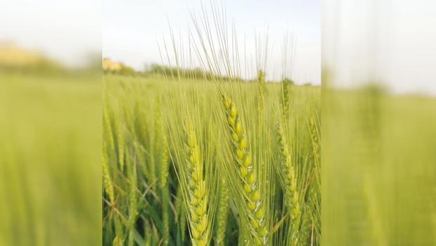 Kuraklığa dayanıklı buğday yetiştirildi