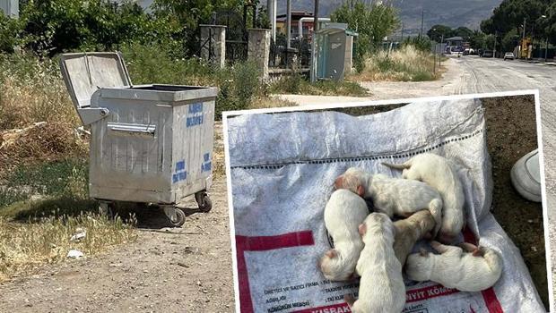 Vicdansızlığın böylesi! Çöp konteynerindeki sesi fark eden öğrenciler buldu: Poşet ve çuval içinde yavru köpekler
