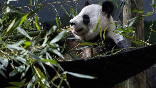 ABD’deki son 4 panda geri gönderiliyor