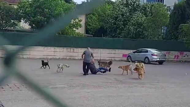 Çocuk parkında bir kişiye 10 köpek saldırdı: Aileler isyan etti