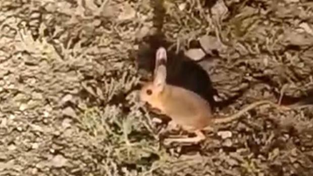 Antalya'da nesli tükenme tehlikesinde olan kanguru faresi görüntülendi