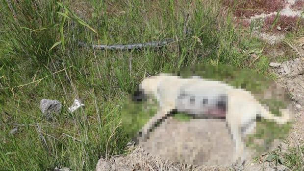 Vahşet: 6 köpek zehirlenerek öldürüldü! Urla Belediyesi'nden açıklama: Canice yapılan saldırıyla ilgili inceleme ve araştırma yapılıyor