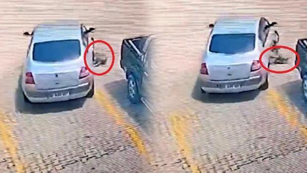 Trabzon'da köpeği otomobille ezdi! Sürücüye 7 bin 216 TL ceza