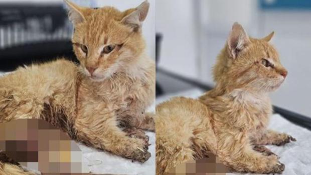 Kayseri'de vahşet: 3 ayağı kesilmiş halde bulunan kedi öldü