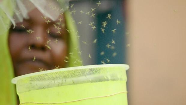 Sıtmaya karşı yeni savaş! Genetiği değiştirilmiş sivrisinekler doğaya salındı