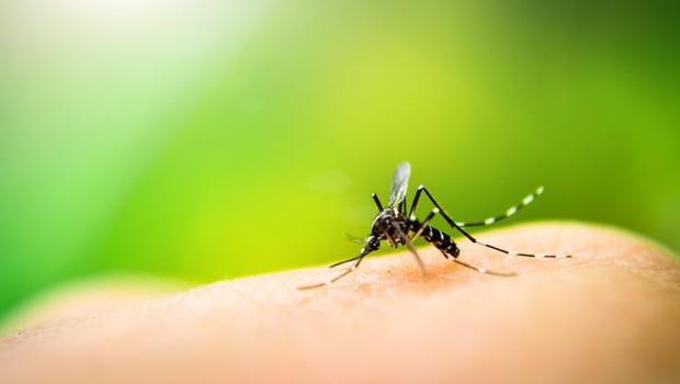 Yaz aylarını sivrisineklere yem olmadan geçirmenin 5 sırrı! Hangi yiyecekler sinekleri insanlara çekiyor?