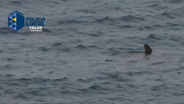 İspanya’da köpek balığı paniği plaj kapattırdı