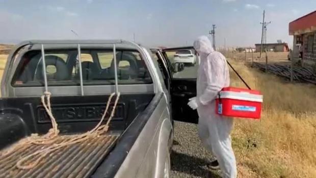 Şanlıurfa'da bir kuduz vakası daha: Vatandaşlar tepki gösterdi