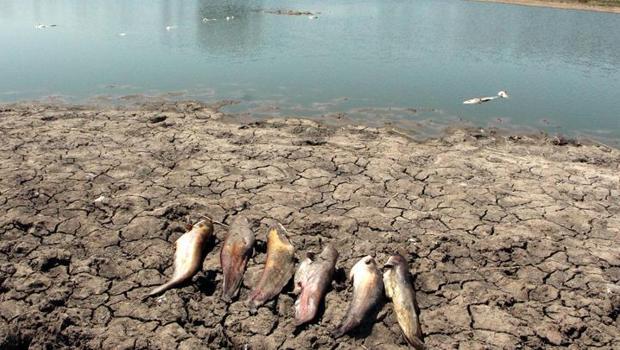 Edirne'de gölette toplu balık ölümleri! Sudan numune alındı, inceleme başlatıldı