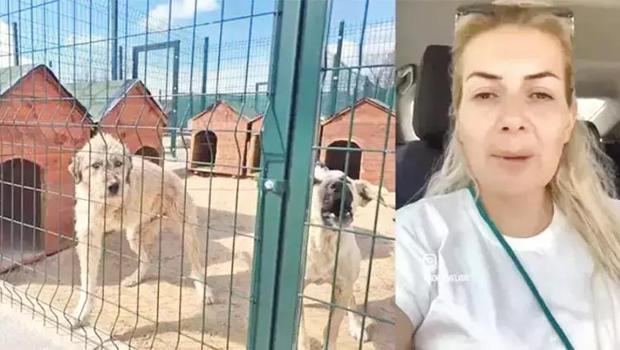Kuduz köpekleri Ankara'ya götürdüğü iddia edilmişti: Tahliye edildi