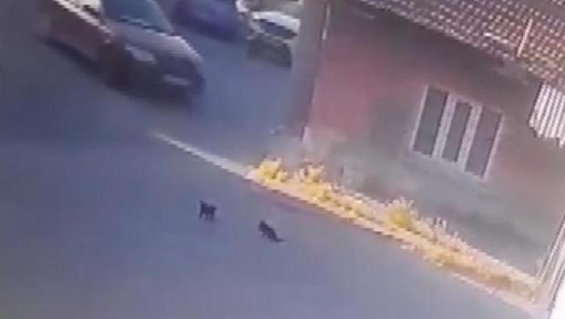 Eskişehir'e 2 yavru kediyi ezip kaçtı! Kameralardan tespit edildi