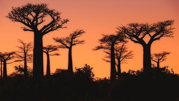Bilim insanları uzun zamandır tartışıyordu: 1000 yıl yaşayabilen 'hayat ağacı'nın gizemi çözüldü! Uzaklardaki o adada neler yaşandı?