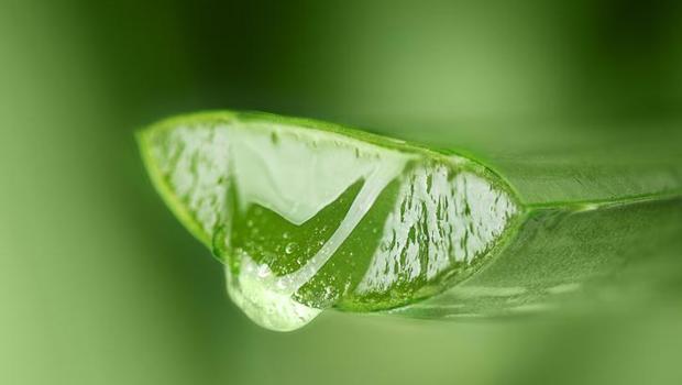 Topraktan çıkarıp elimize yüzümüze sürüyoruz! Aloe vera gerçekten cilt için faydalı mı yoksa abartılıyor mu?