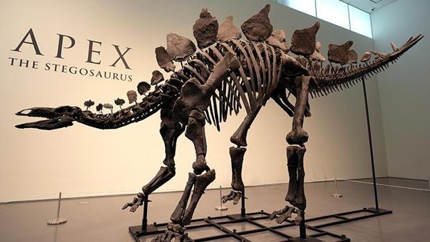 Açık artırmada 44,6 milyon dolara satılan dinozor fosili rekor kırdı