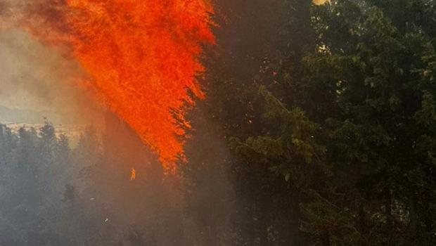 Çanakkale Bayramiç ilçesinde orman yangını