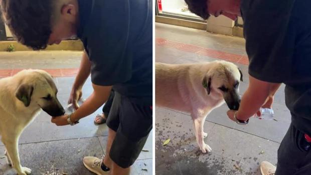 Hatay'da yürekleri ısıtan görüntü: 17 yaşındaki genç sokak köpeğine avcuyla su içirdi