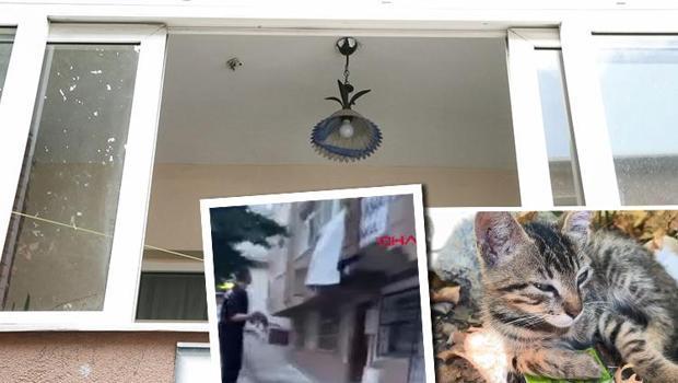 Sosyal medyada tepki çeken görüntü! Yolda gördüğü yavru kediyi balkona fırlattı