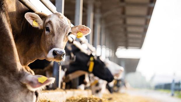 Yeni hayvancılık destekleri sektörün umudunu artırdı: Gıda enflasyonunu azaltacak destek