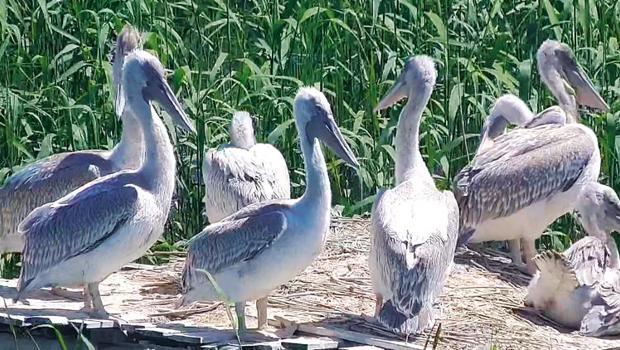 Tepeli pelikan yavruları yuvadan ayrıldı