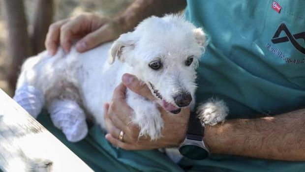 Ekiplerin kurtardığı köpeğin ayakları kesildi... Tedavi sonrası sağlığına kavuştu