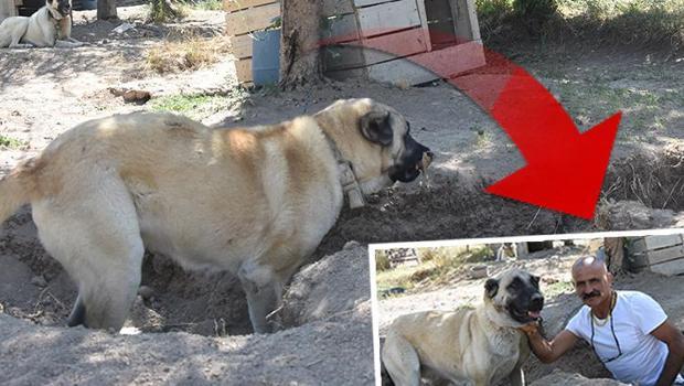 Kangal köpekleri kendilerini sıcaktan korumak için bu yöntemi kullanıyor...