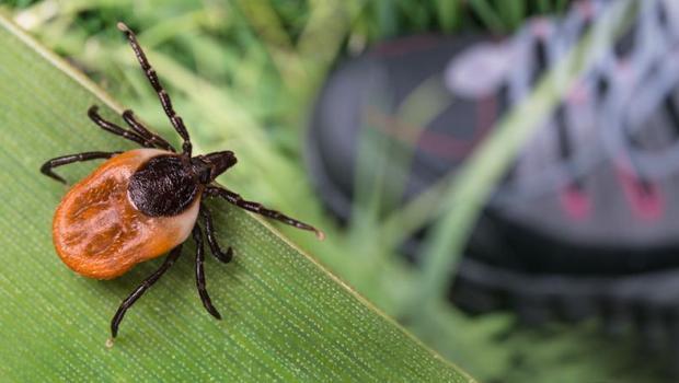 Kene kaynaklı hastalık: Babesiosis