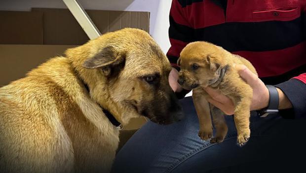 İstanbul'da sahipsiz köpek ölmek üzere olan yavrusunu veteriner kliniğine getirdi... O anlar güvenlik kamerasında