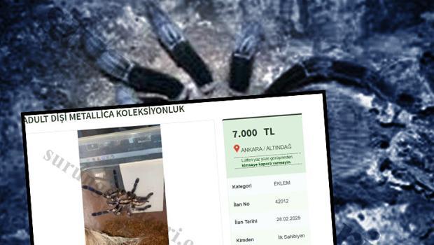 Dünyadaki en zehirli türlerden biri... 'Ankara içi elden teslim' notuyla satıyorlardı!