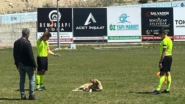 Amatör maçta sahaya giren köpeğe kırmızı kart!