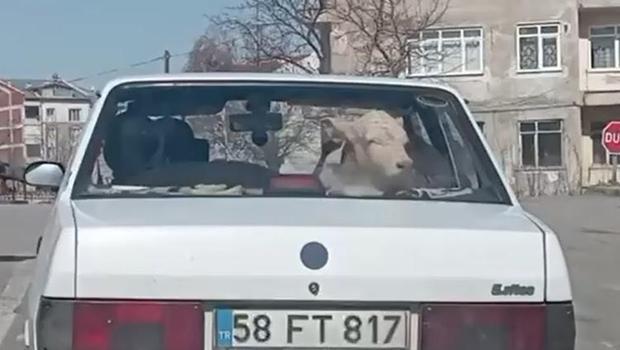 Sivas'ta tebessüm ettiren görüntü: Arka koltukta taşıdılar