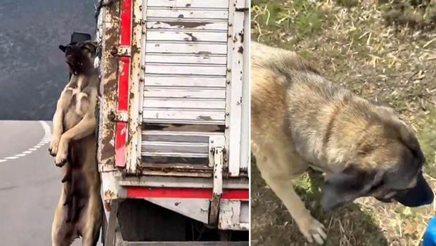Yozgat'ta tepki çeken görüntü! Kasasında köpek iple asılı halde seyrederken görüntülenen kamyonetin sürücüsüne adli işlem
