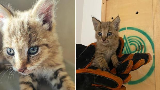 Şırnak'ta nöbetteki askerin fark ettiği saz kedisi korumaya alındı