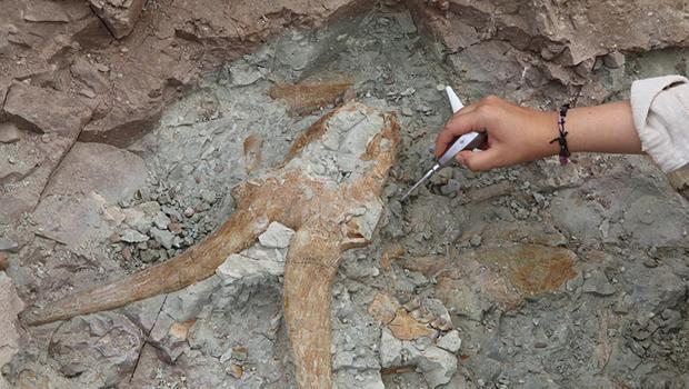 Çin'de yeni bir dinozor türü keşfedildi