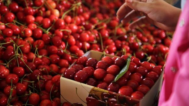 Türkiyədə güclü məhsul alça ixracını artıracaq