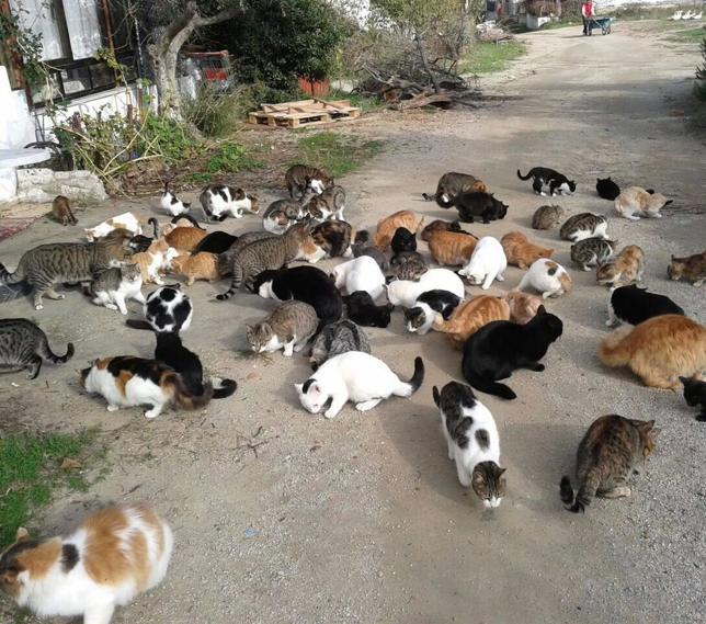 Elderly Turkish man dedicates life to stray animals on holiday island