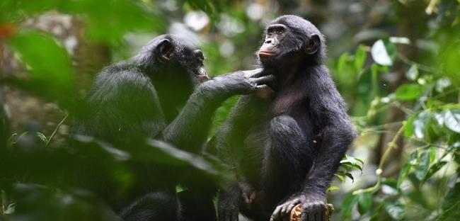 Bonobo study hints at early human alliances
