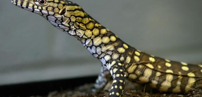 LA Zoo hatches first-ever perentie lizards