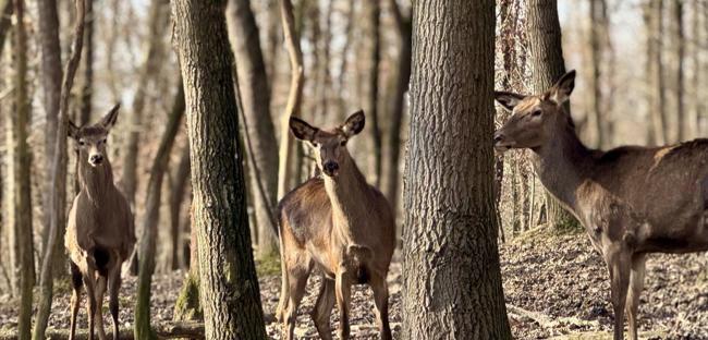 Ormanya’s red deer enhance biodiversity