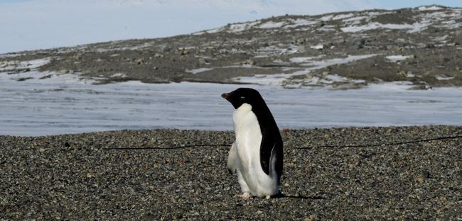 Antarctic penguin breeding starts earlier